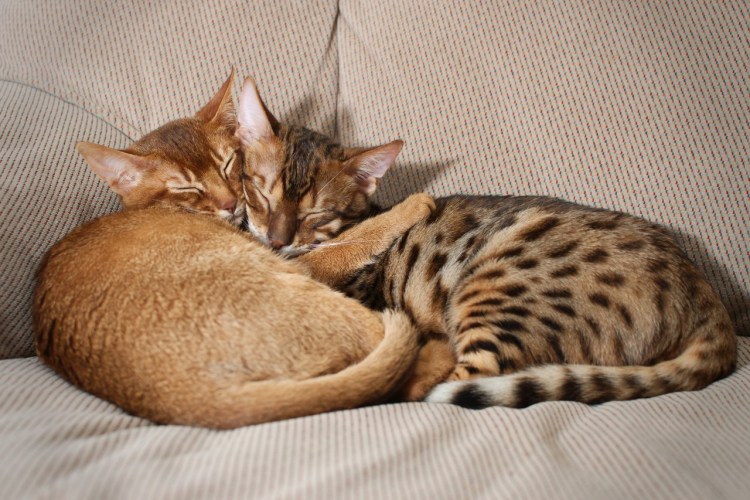 Метис бенгальской и Абиссинской кошки