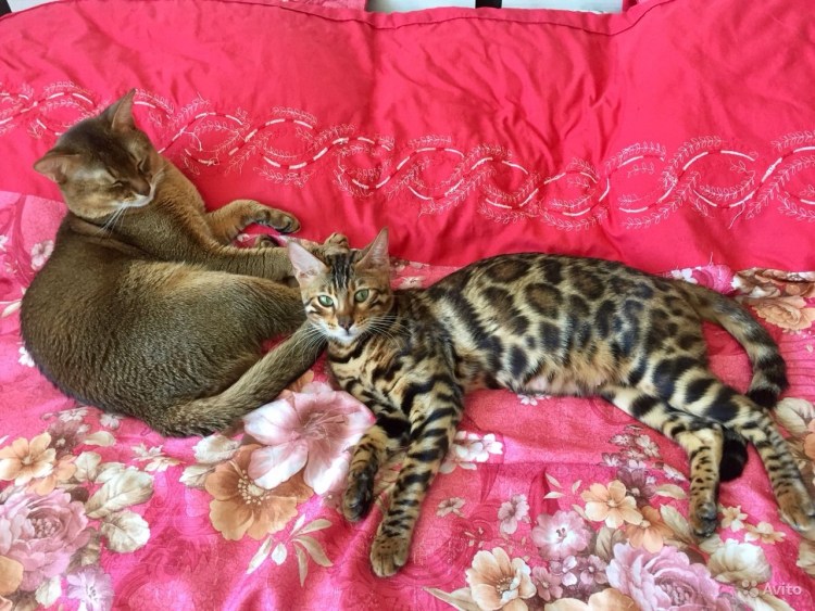 Абиссинец бенгал смесь