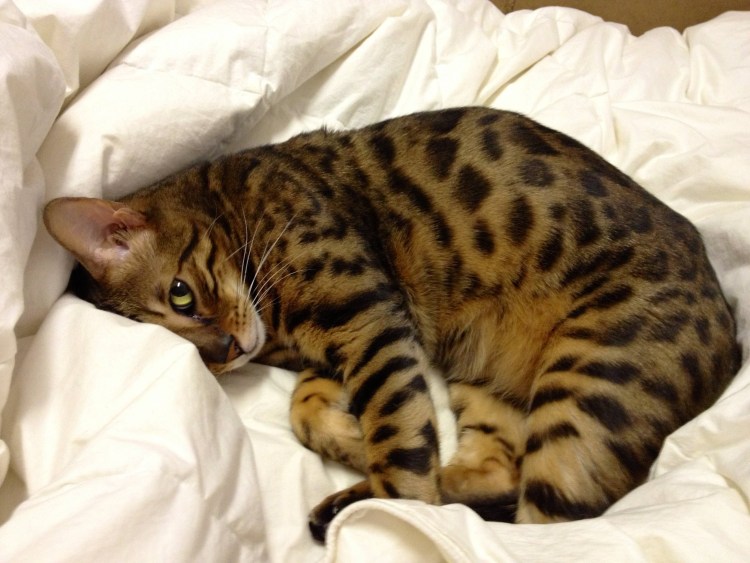 Абиссинская и Бурма