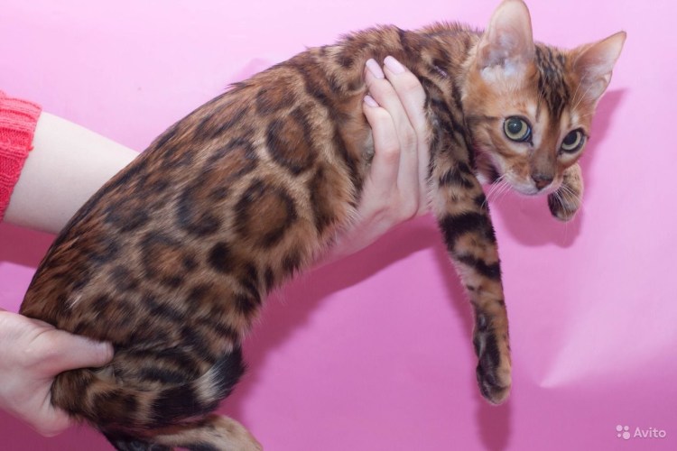 Самая дорогая кошка в мире которая стоит миллион