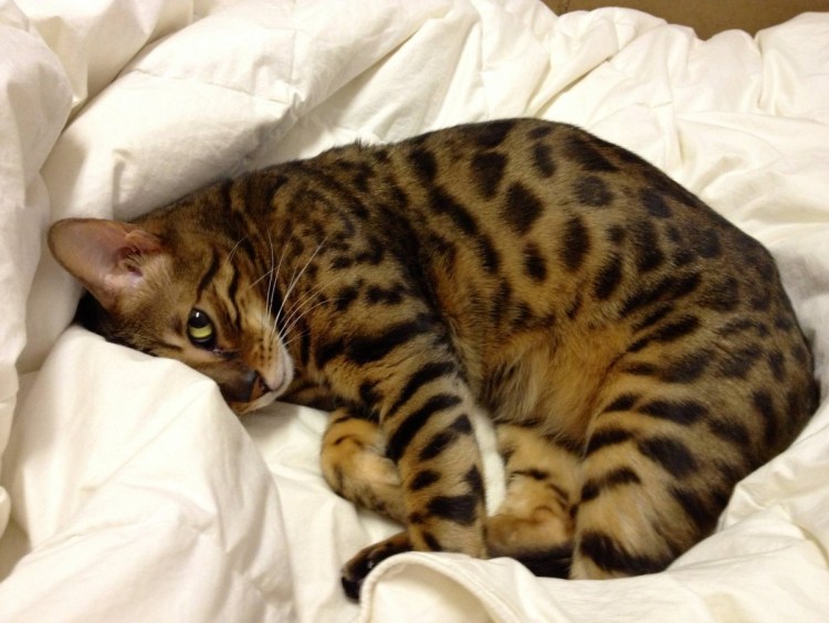Абиссинская и Бенгальская кошка