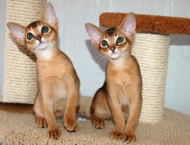 Жирный абиссинский кот