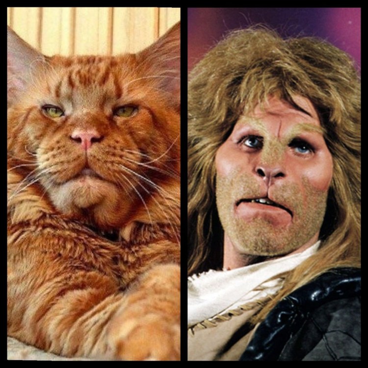 Коты с человеческой мордой