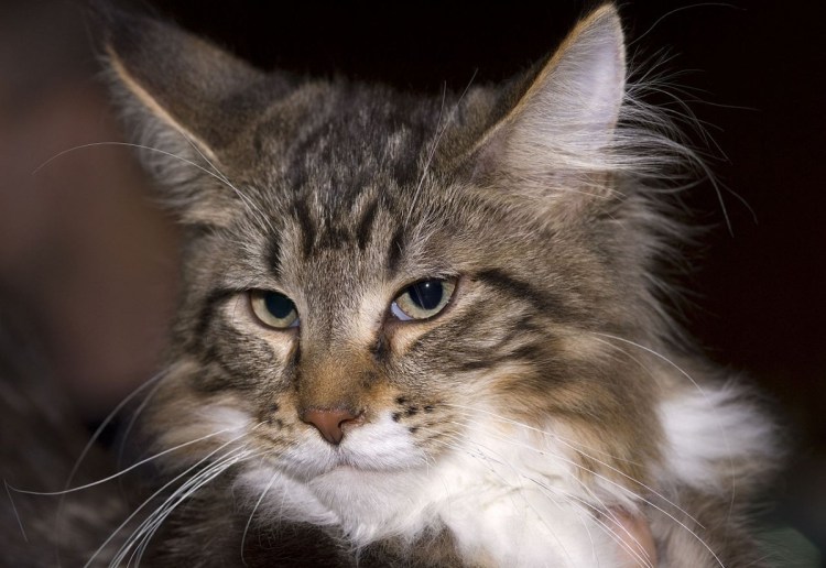 Виды мурчания кошек