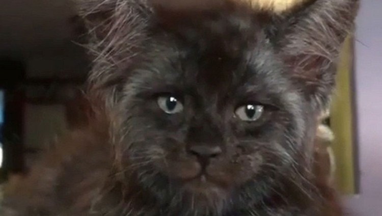 Мейн кун и актер Рон Перлман