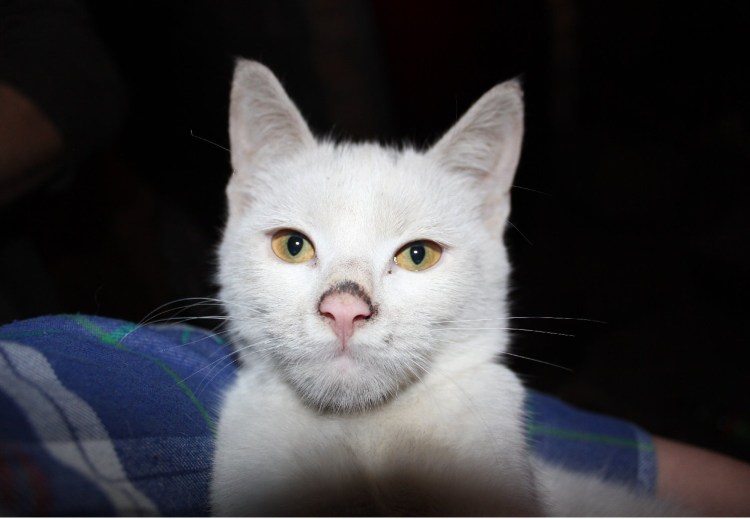 Кот с человеческим лицом Череповец