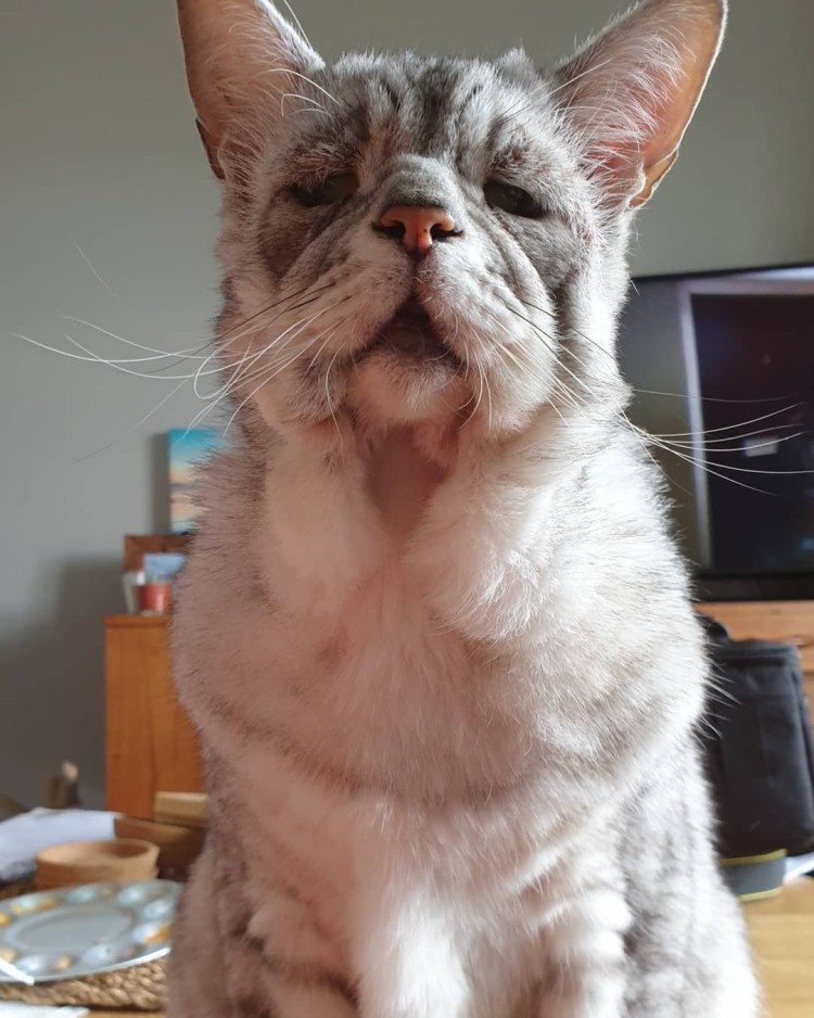 Мейн кун человеческое лицо актер