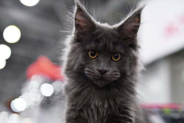 Кошка Мейн кун Валькирия