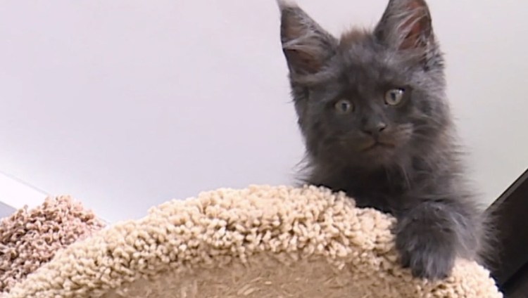 Кот с человеческим лицом гифка