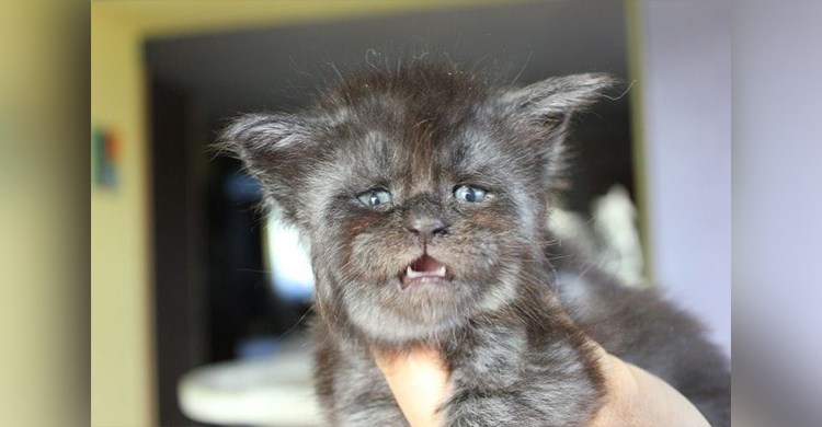 Кошка Мейн кун Валькирия