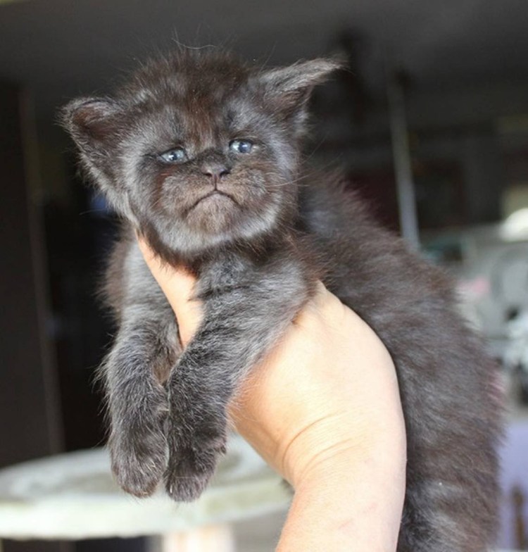 Котенок Мейн кун Валькирия