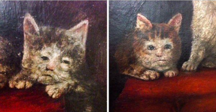 Кот Мейн кун с человеческими глазами