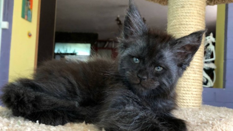 Мейн кун актер