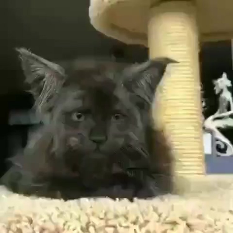 Кот похожий на человека порода