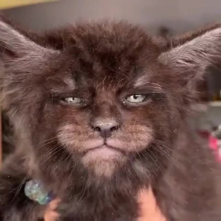 Котенок Мейн кун Валькирия