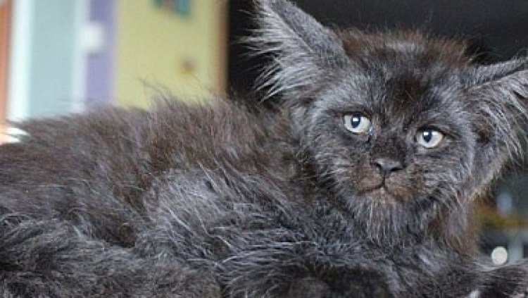 Кошачья внешность