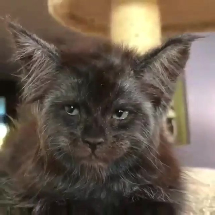 Стив Бушеми Мейн кун