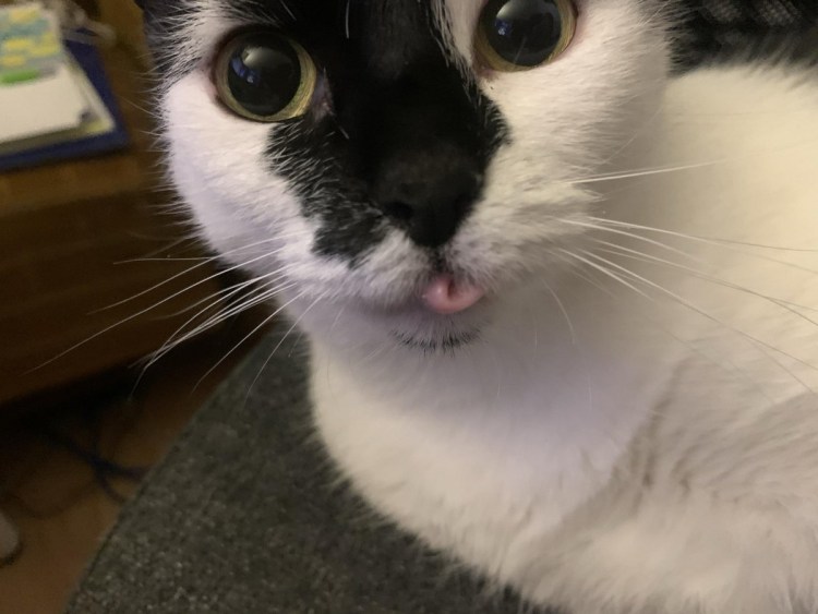 Эмоции кошек