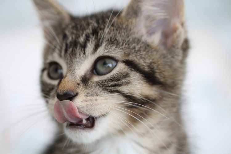 Кот с языком в трубочку и с глазами в сторону