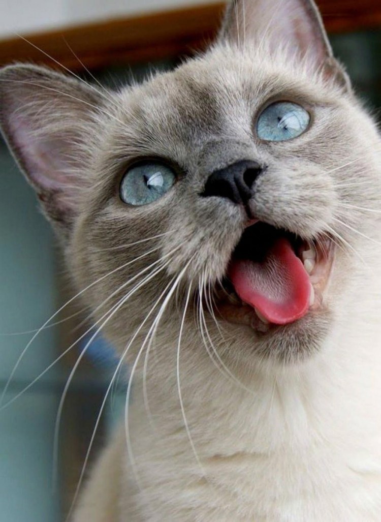 Кот рыгает Мем