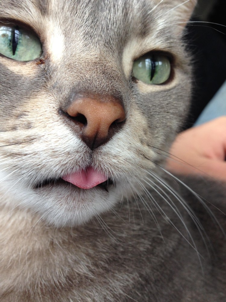 Рыжая кошка с высунутым языком