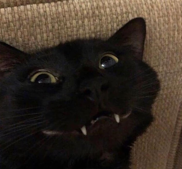 Аватар кошка