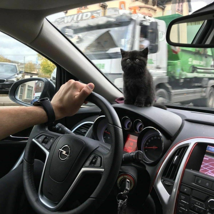 Черный кот спит