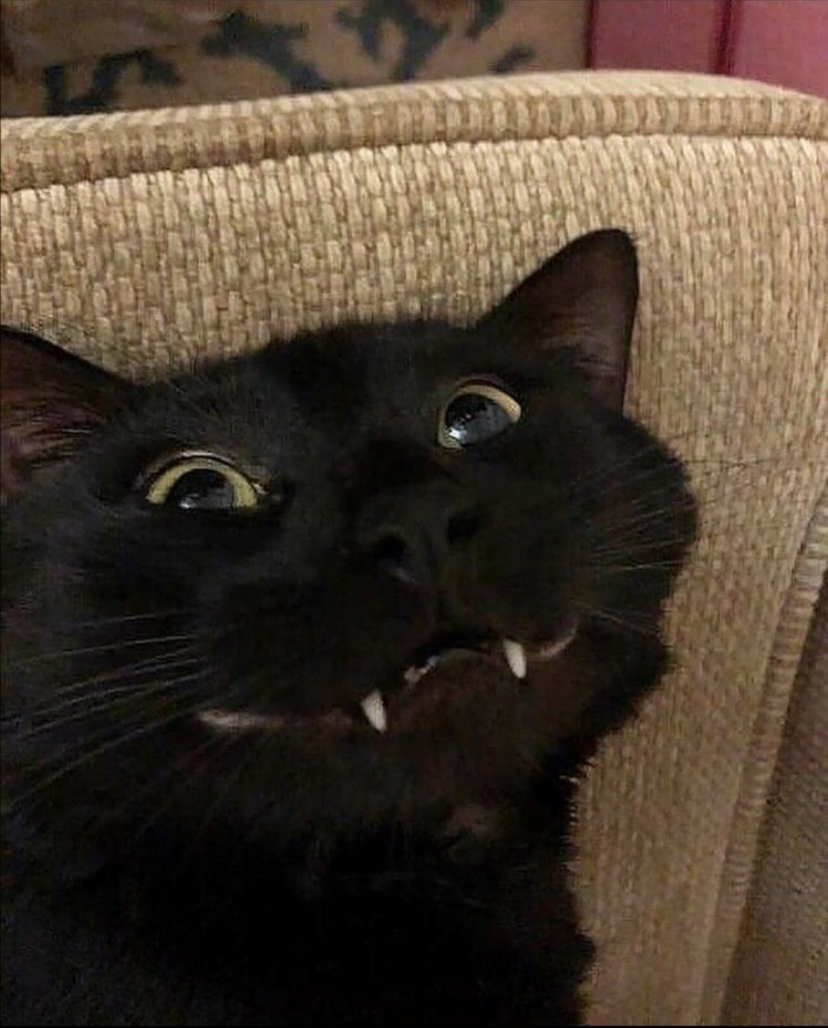 Кот вампир порода