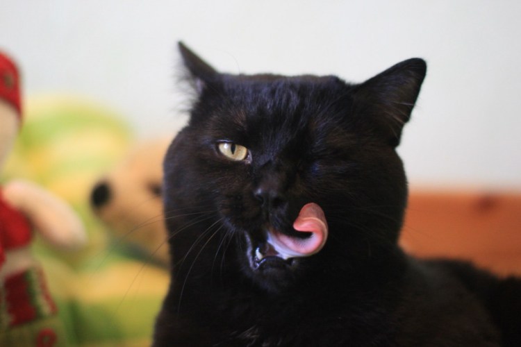 Черный кот облизывается