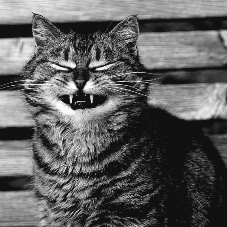 Страшный черный кот