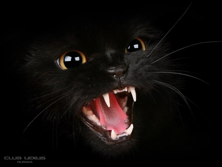 Злой черный кот