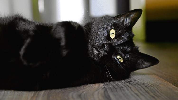 Чёрный кот
