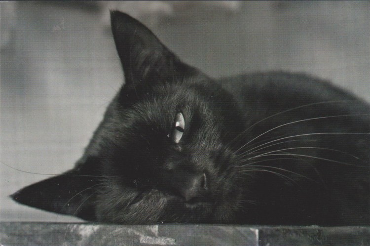 Черная кошка с улыбкой