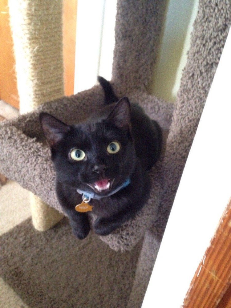 Кошечка черная
