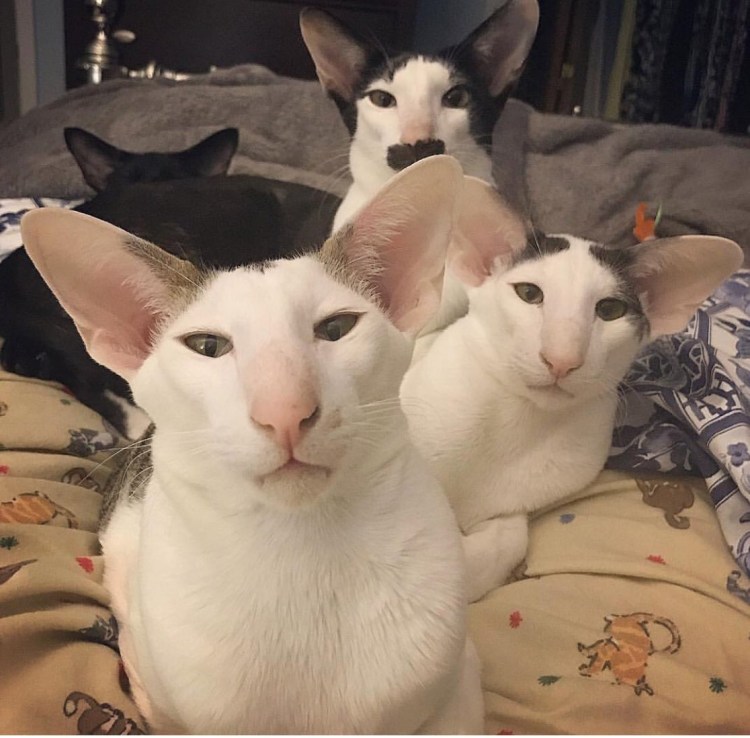 Грузинский Ориентал кошка