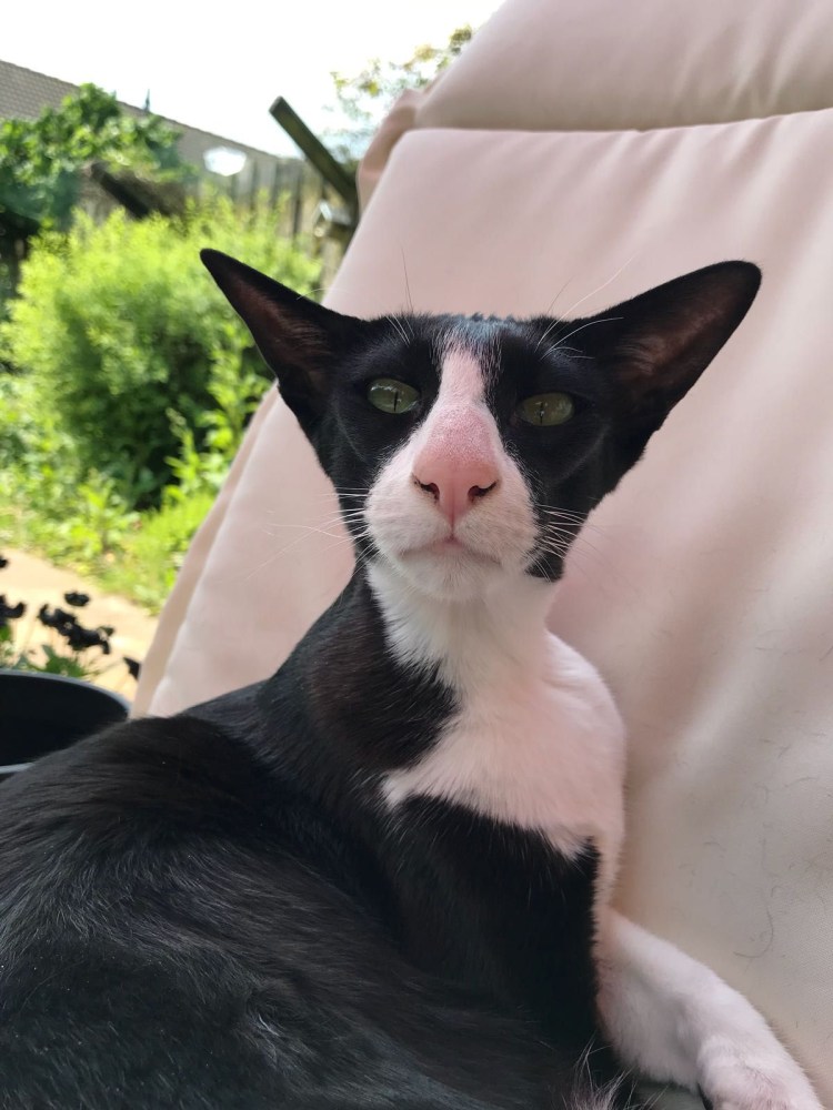 Ориентальная порода кошек грузин