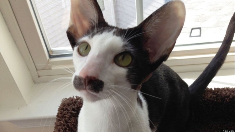 Кот грузин порода Ориентал