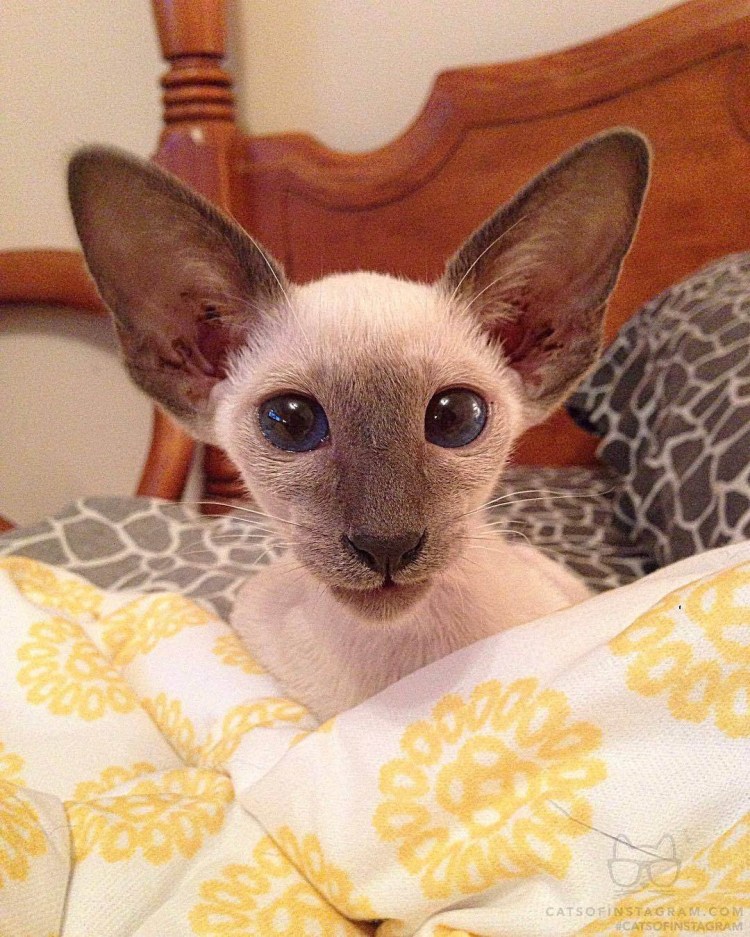 Кот грузин порода Ориентал