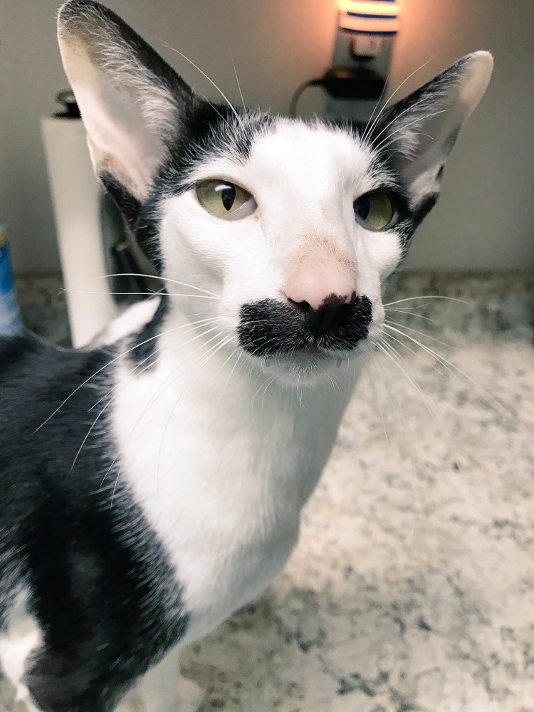 Ориентальная кошка грузин