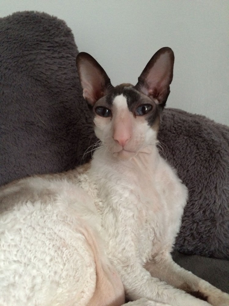 Ориентальная кошка Каштановая