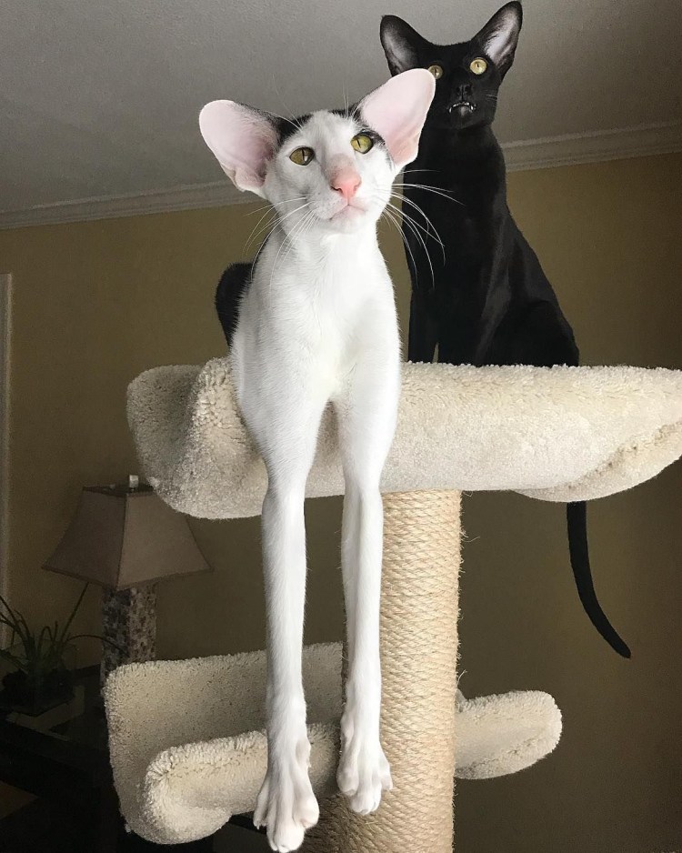 Коты ориенталы грузины