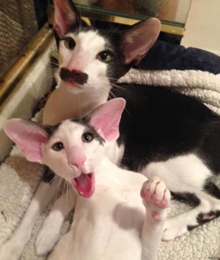 Ориентальная кошка с черными усами