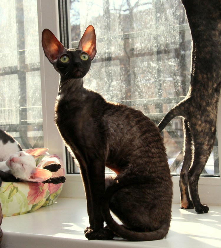 Форин Вайт Ориентал