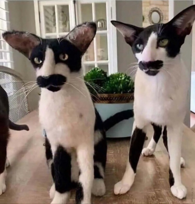 Кот Ориентал летучая мышь