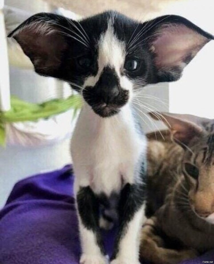 Ориентальная Грузинская кошка