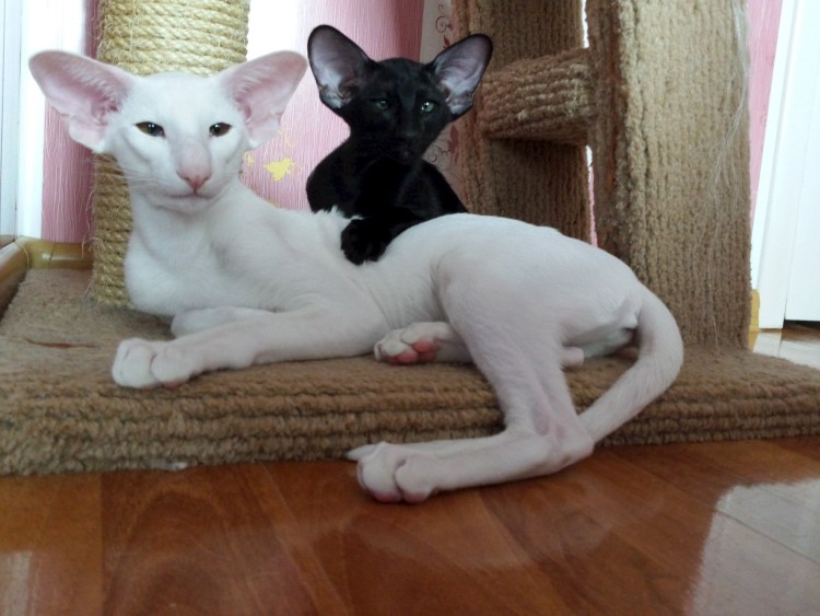 Коты ориенталы грузины