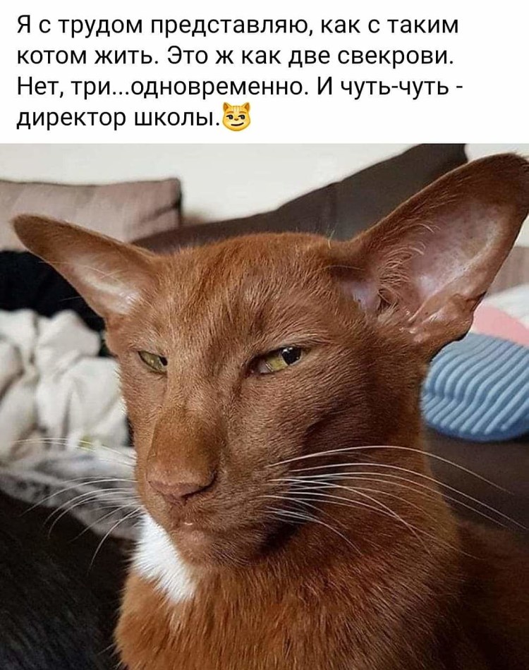 Кот Ориентал страшный