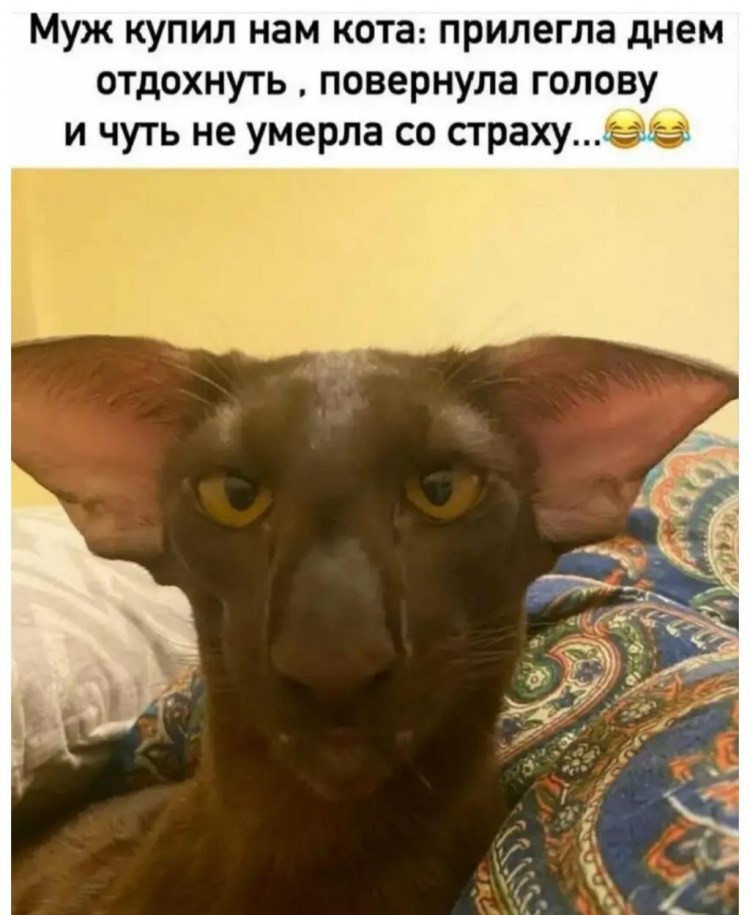Коты ориенталы