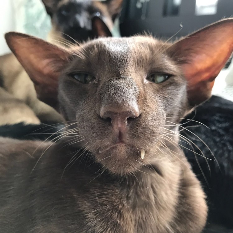 Кошка похожая на сфинкса