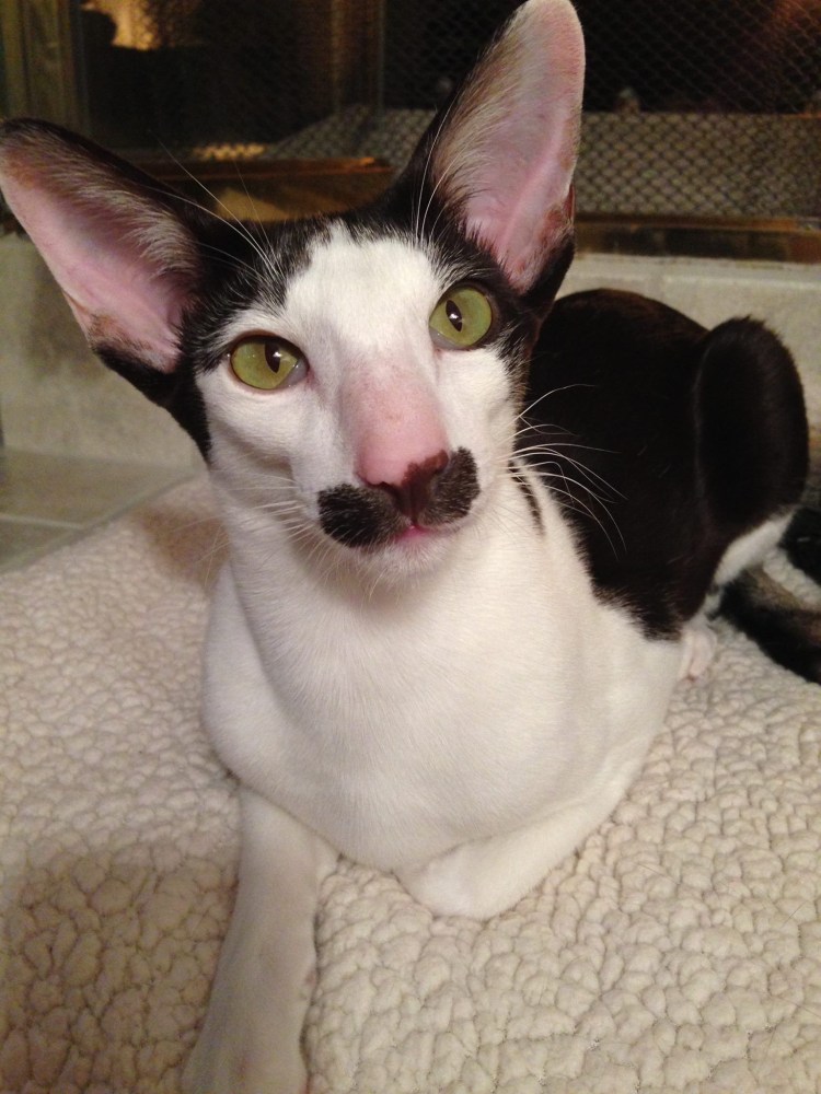 Коты ориенталы грузины